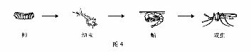 图4是蚊子发育过程示意图,这样的发育类型属于