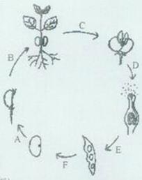 (18分)如图所示为被子植物一生的生活史,请据