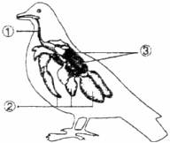 图示为家鸽的呼吸系统结构示意图