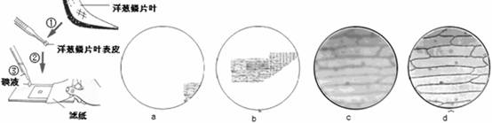 如图为某同学制作洋葱鳞片叶表皮细胞临时装片过程,图