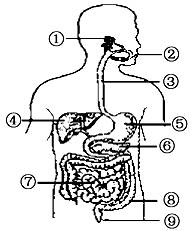 初中生物消化和吸收试题列表-初中生物人体的营养-圈