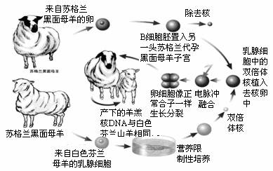 多莉出生的大致过程①从苏格兰黑面母羊a卵巢中取出一个卵细胞,去核